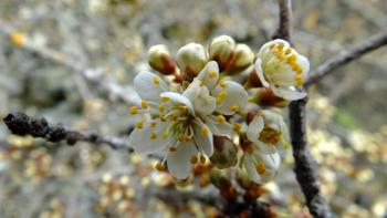 Frühling