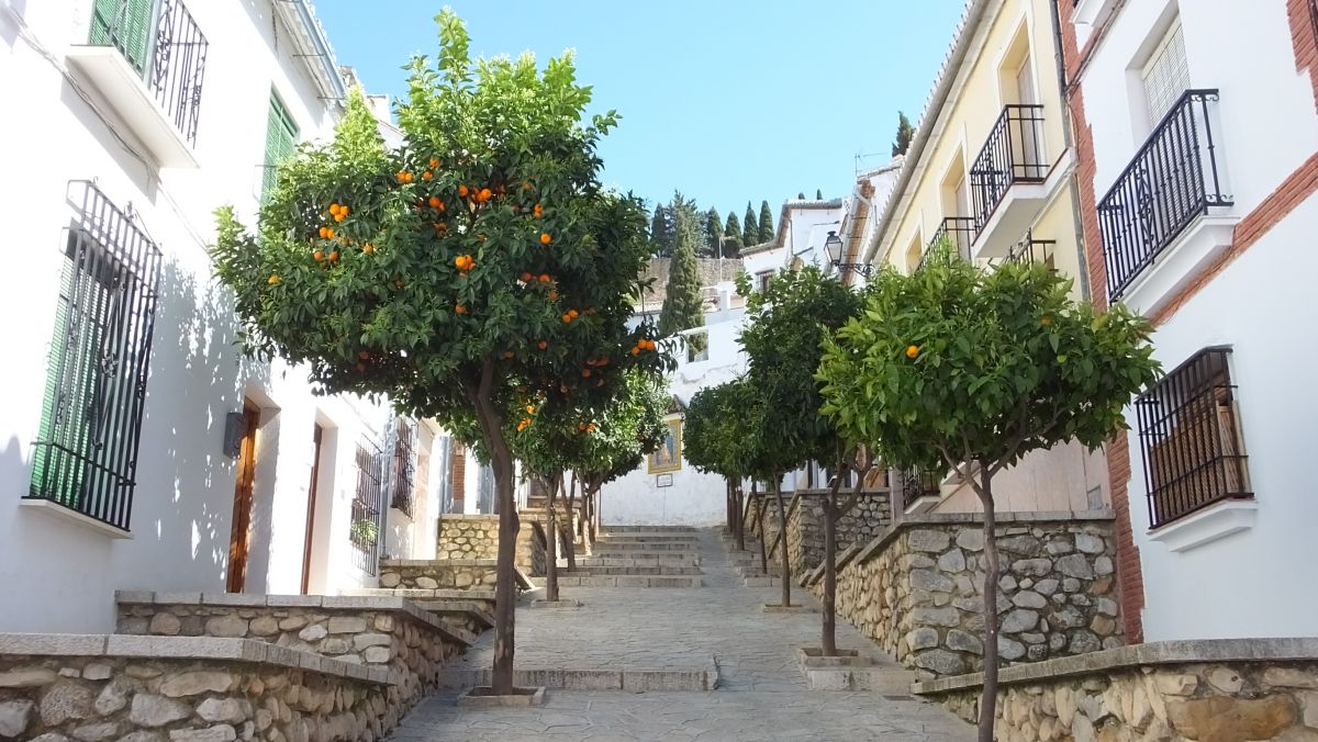 Mandarinenbäume in Antequera