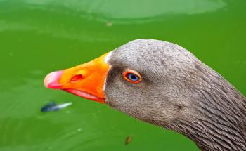 Gans in Stadtpark Ronda