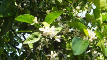 duftende Orangenblüten