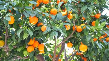 Mandarinenbäume in Antequera