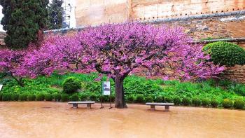 blühender Baum in der Alhambra