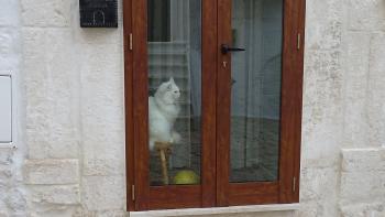 Ostuni, Showkatze