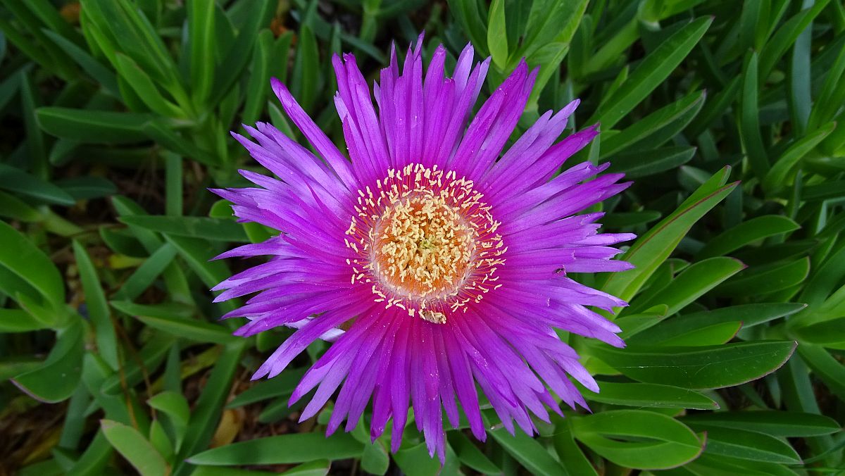 Rote Mittagsblume