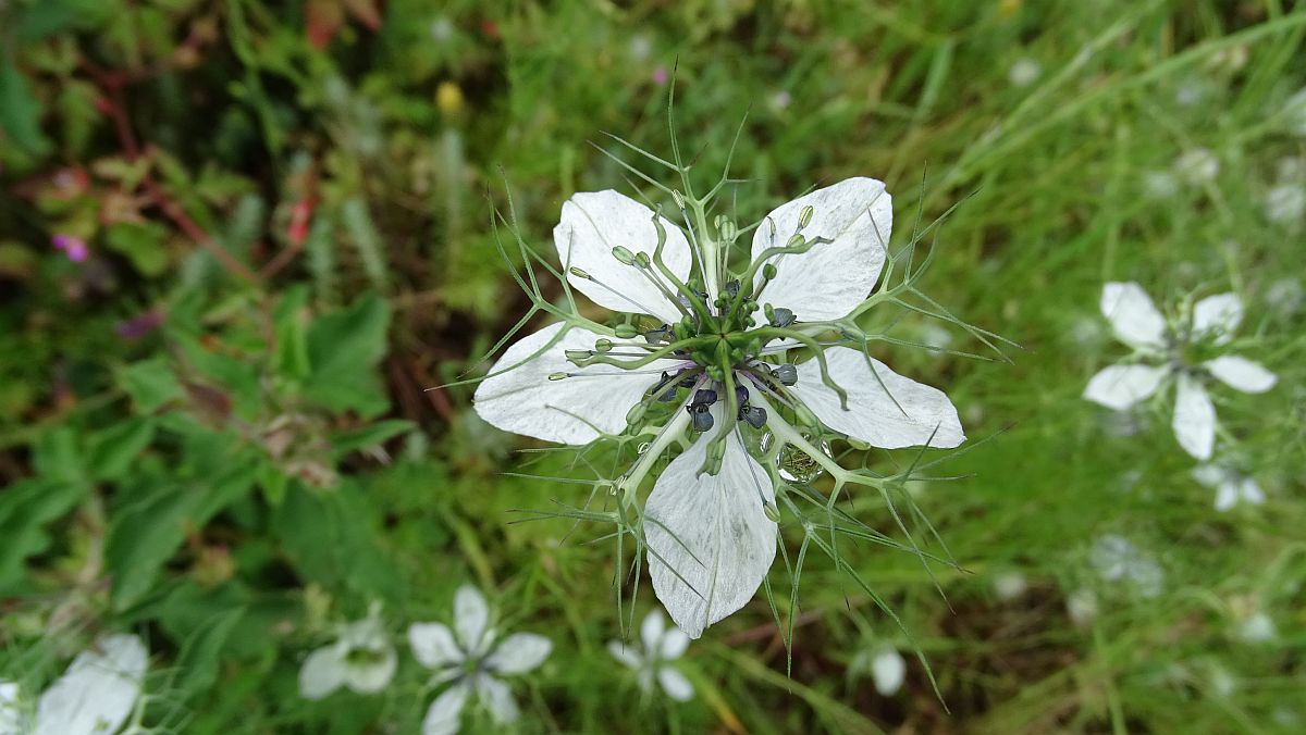 Jungfer im Grünen 