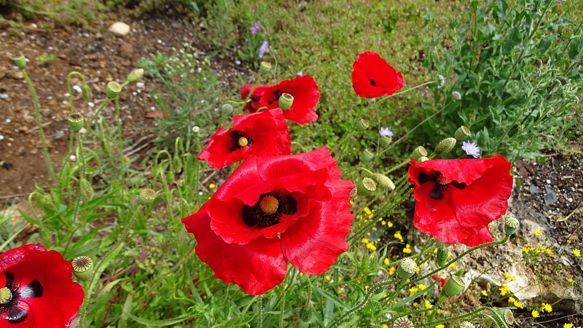 wilder Mohn