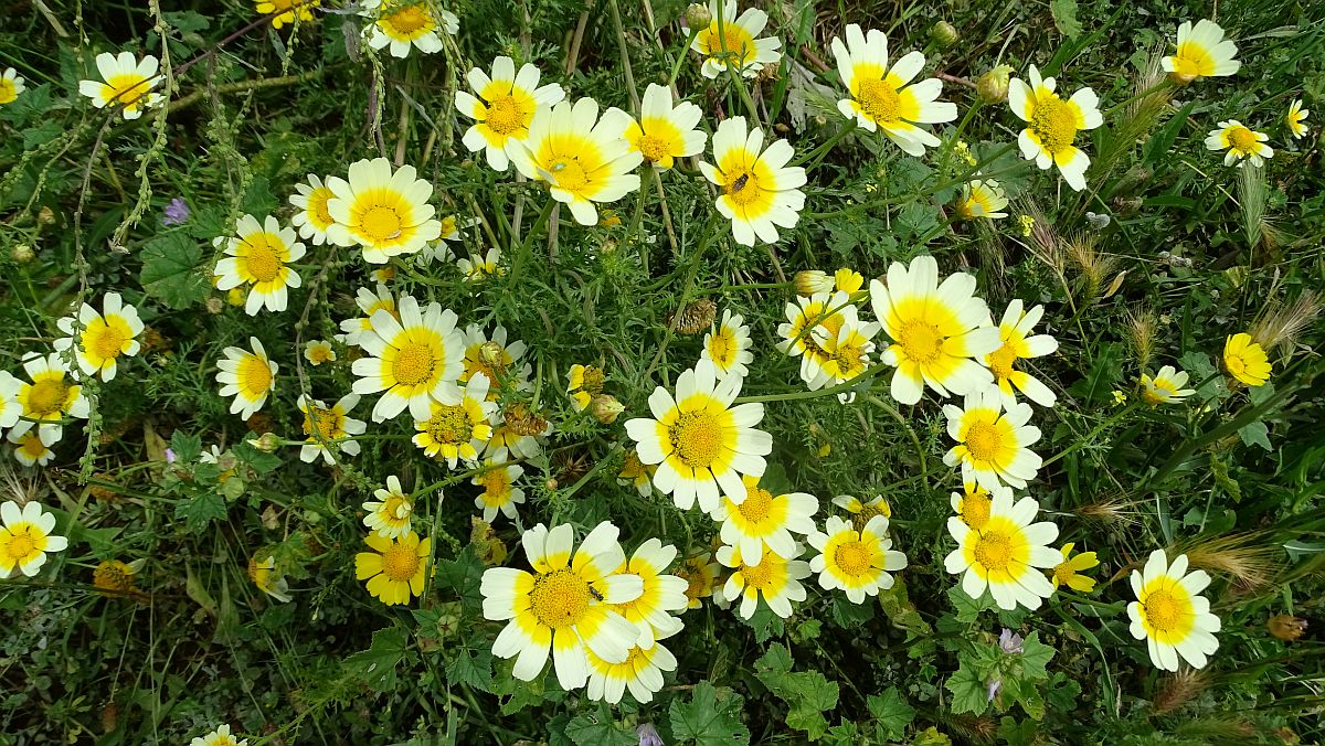 Kronenwucherblume (Glebionis coronaria)