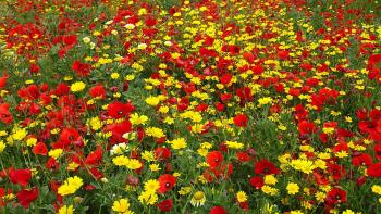 üppige Blumenwiese bei Villa Baldassarri