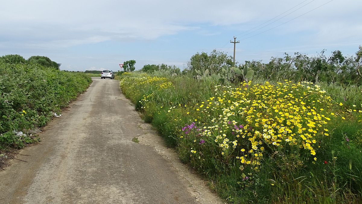 üppige Blumenwiese bei Villa Baldassarri