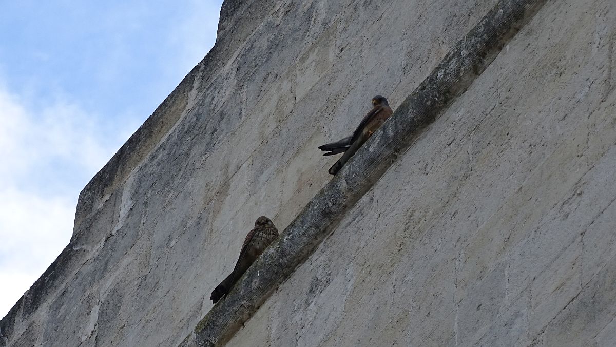 Sassi di Matera, Falken?