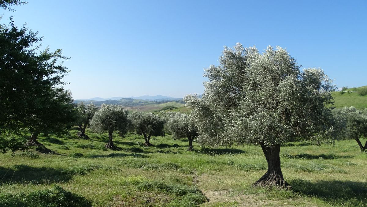 Landschaft mit Olivenhainen bei Craco