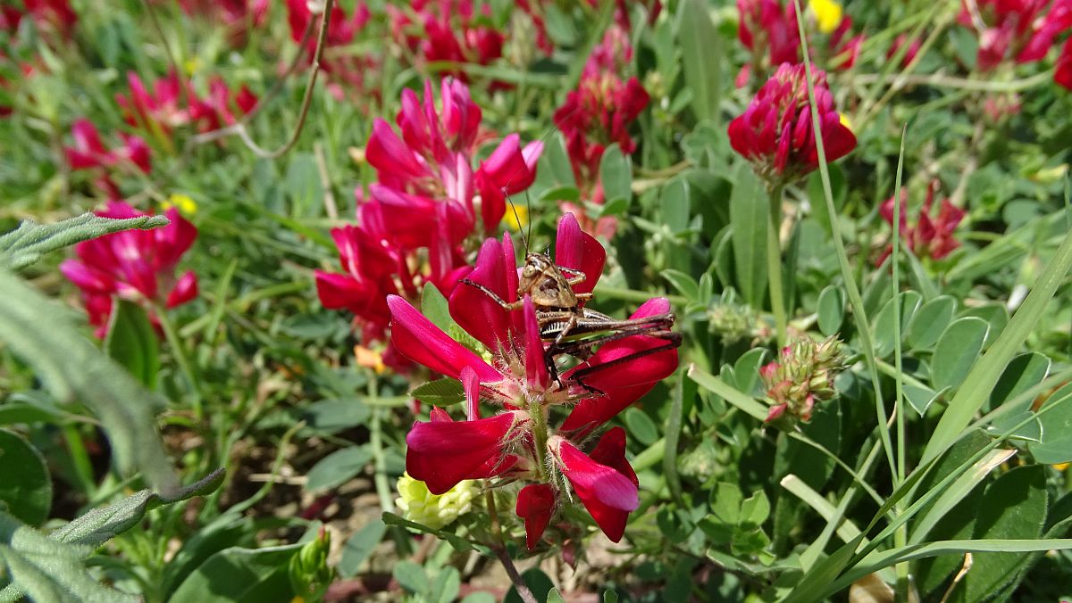 ein unbekannter Schmetterlingsblütler