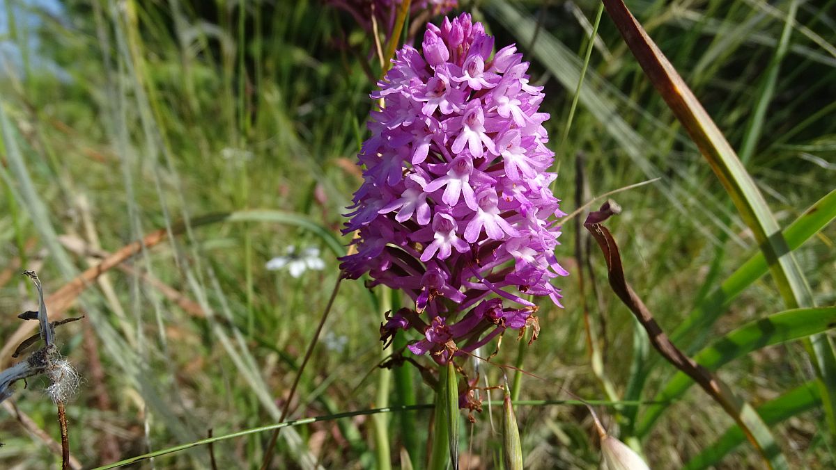 Wiesen voller Orchideen