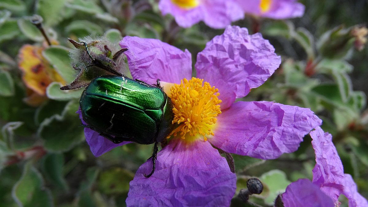 Rosenkäfer auf Zistrose