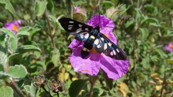 Weißfleck-Widderchen (Amata marjana)