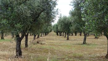 Beginn einer Wanderung durch die Olivenfelder