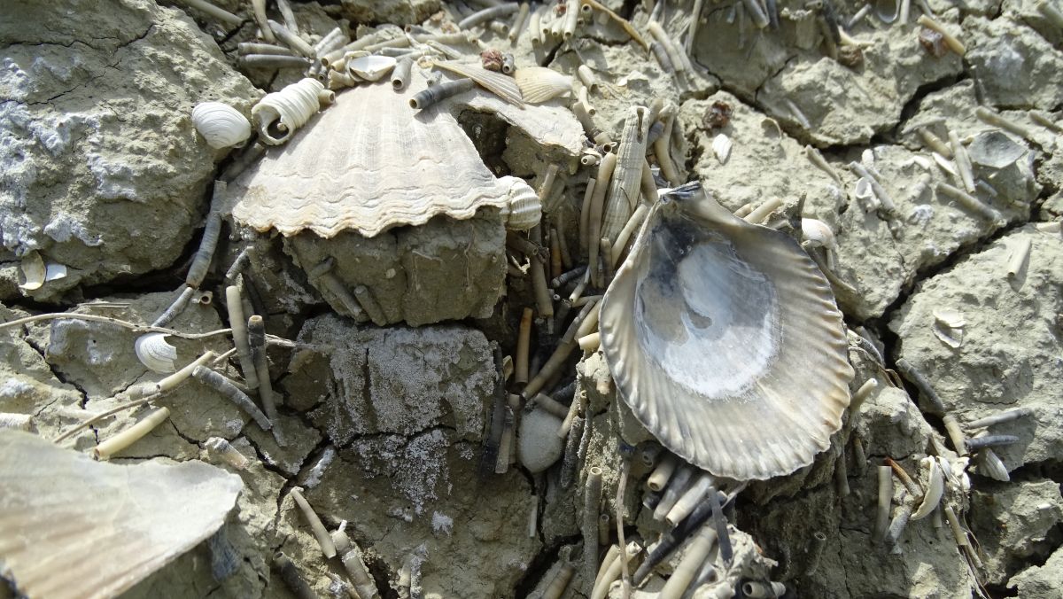 Muscheln in den Calanci von Montalbano Jonico