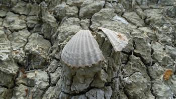 Muscheln in den Calanci von Montalbano Jonico