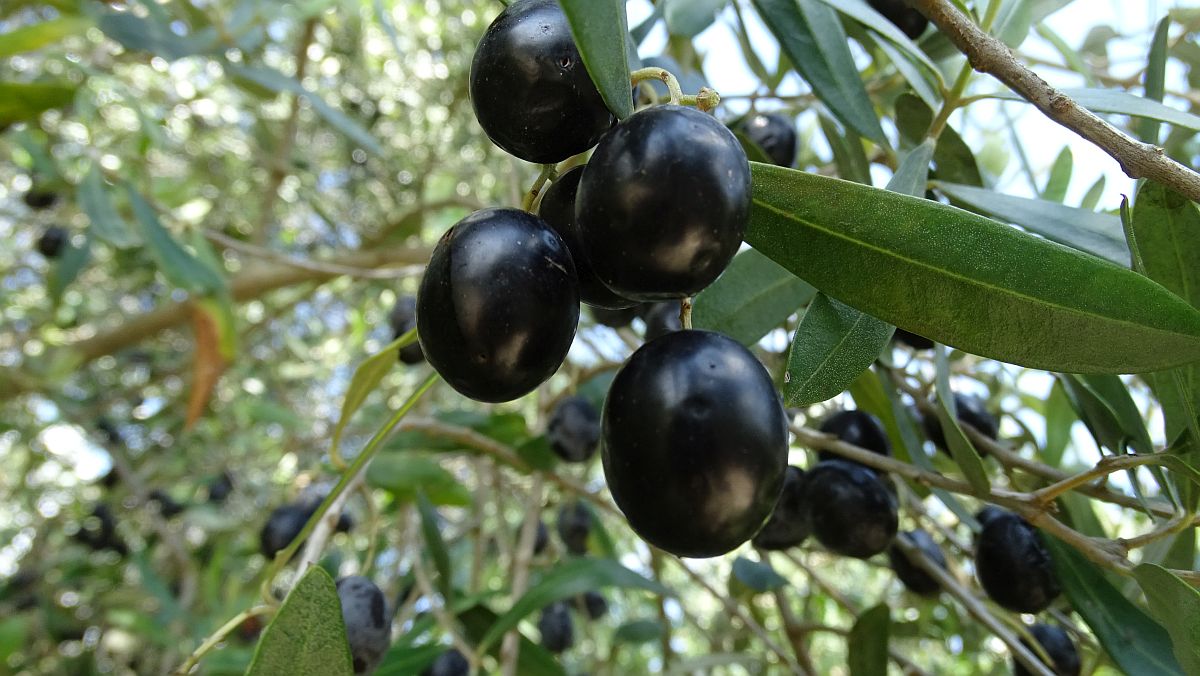 Oliven des letzten Jahres