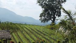 Weinberge