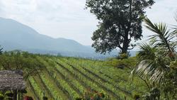 Weinberge