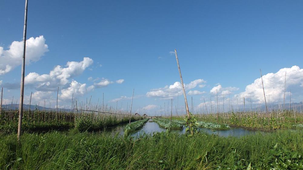 schwimmende Gärten