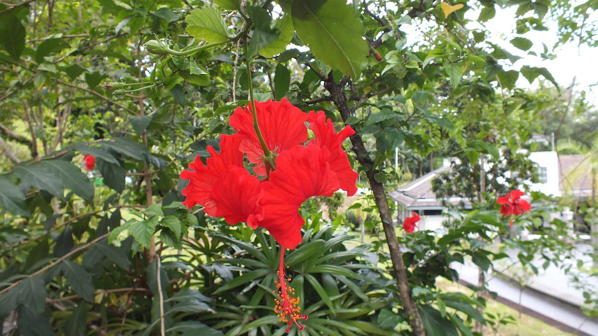 Hibisküsse