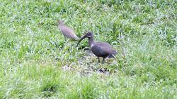 Ibis-artiger Vogel im Park