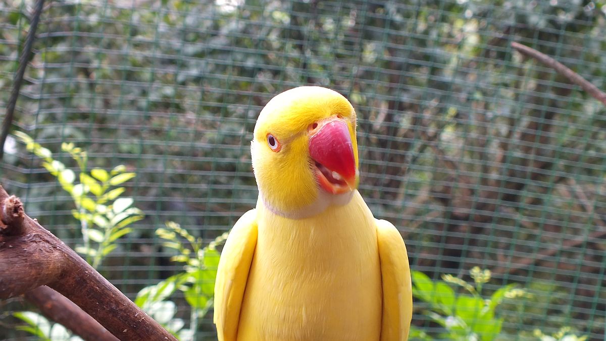 im Vogelpark Kuala Lumpur