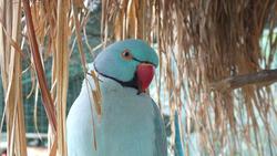 im Vogelpark Kuala Lumpur