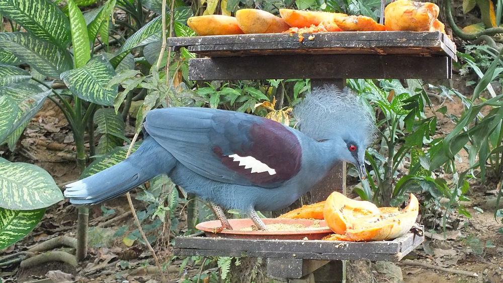 im Vogelpark Kuala Lumpur