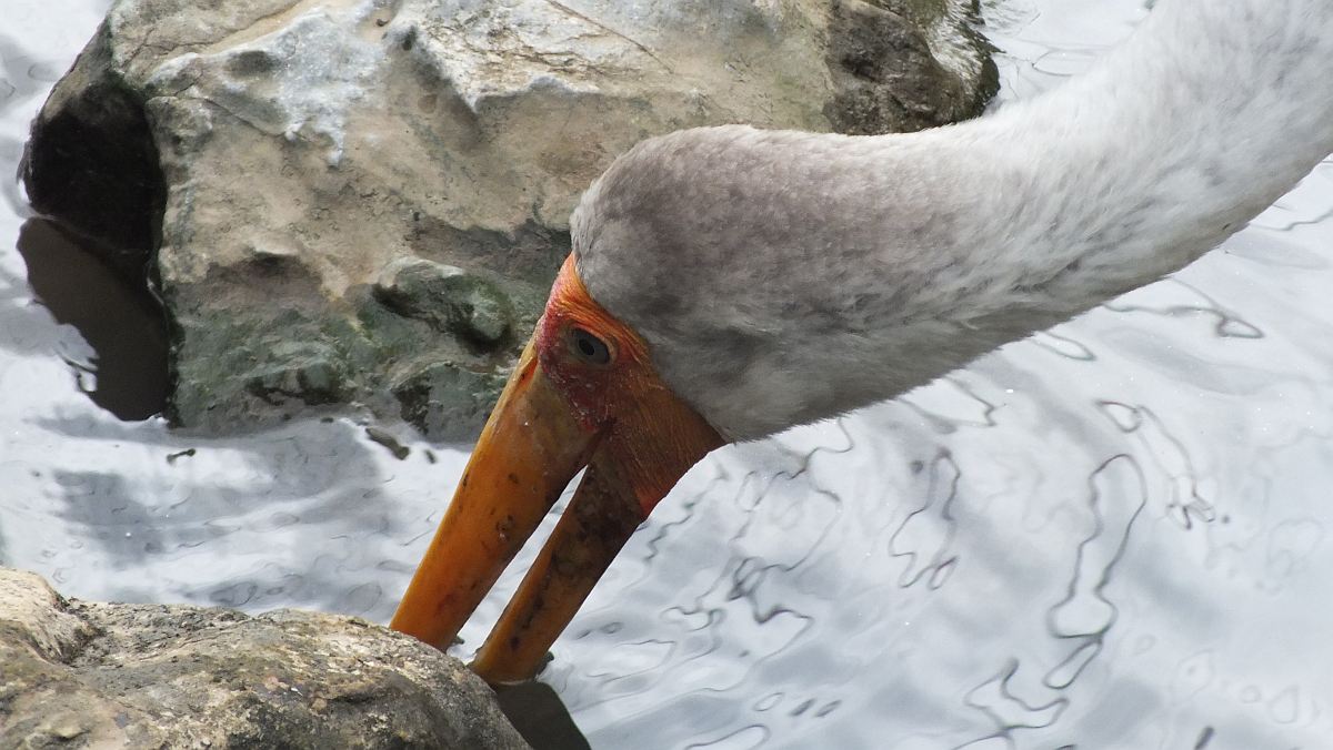 im Vogelpark Kuala Lumpur