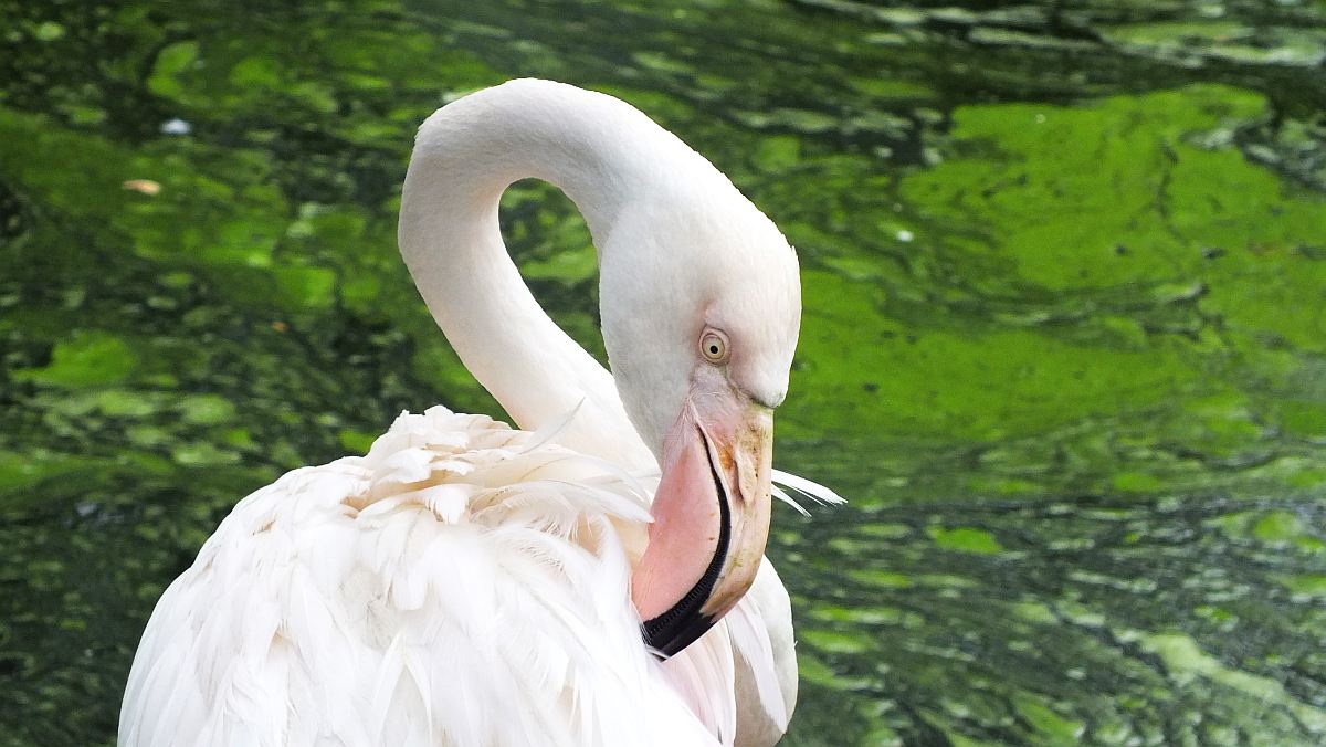 im Vogelpark Kuala Lumpur