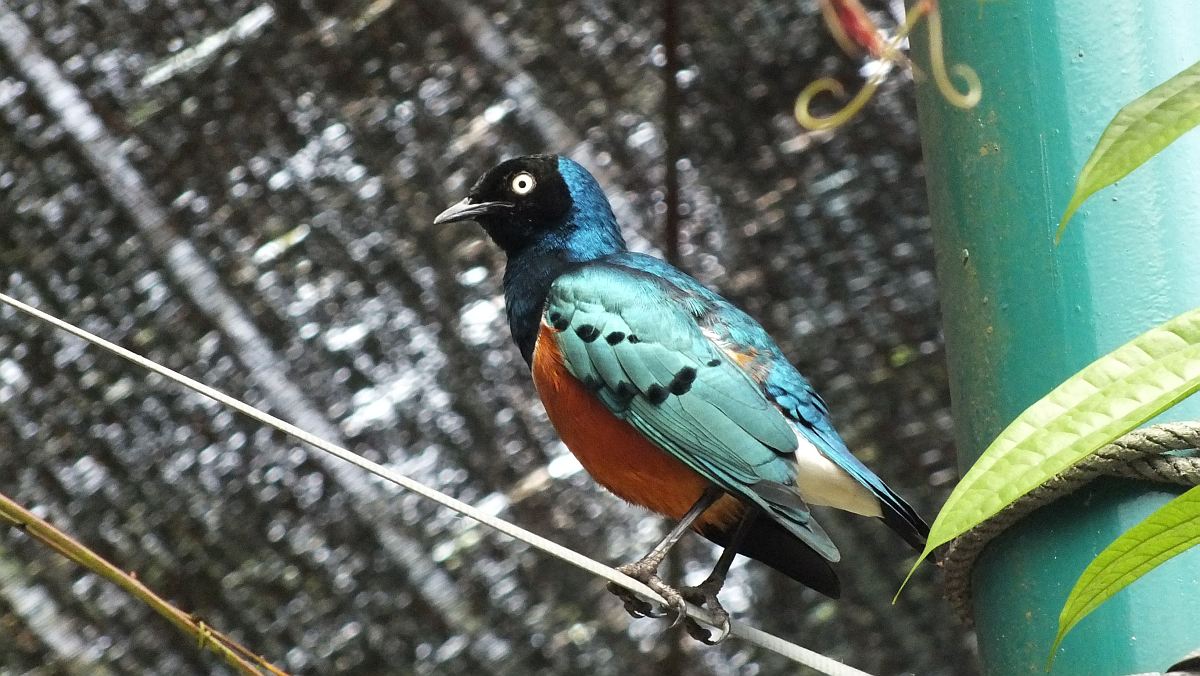 im Vogelpark Kuala Lumpur