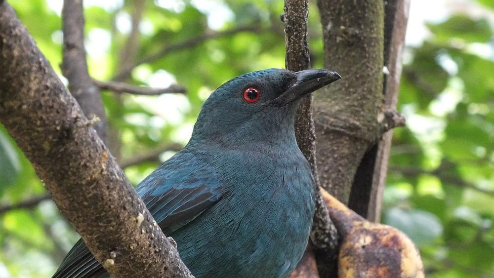 im Vogelpark Kuala Lumpur