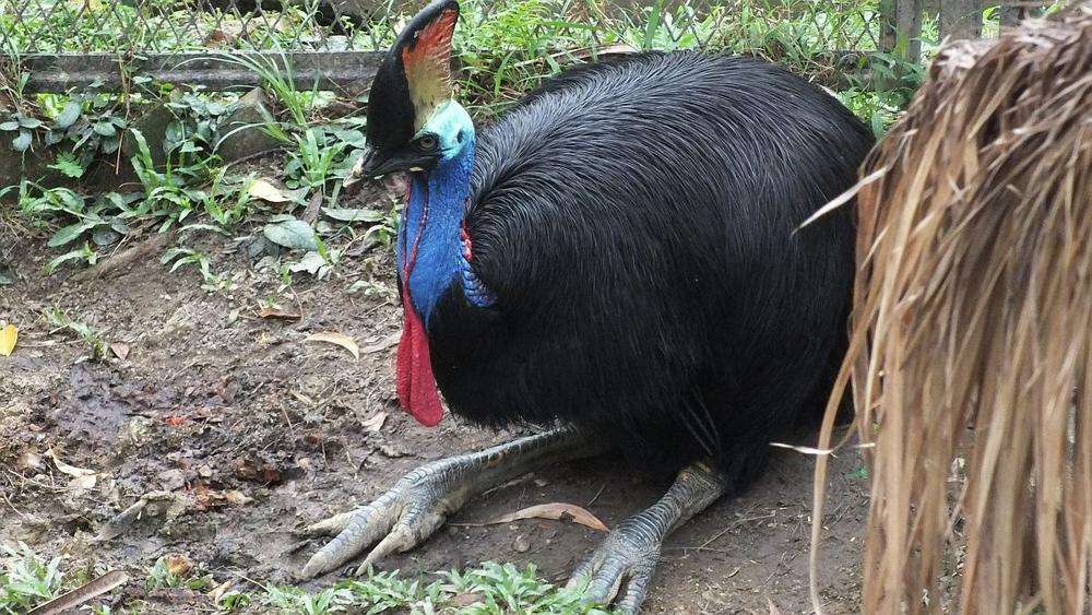 im Vogelpark Kuala Lumpur