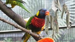 im Vogelpark Kuala Lumpur