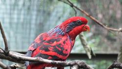 im Vogelpark Kuala Lumpur