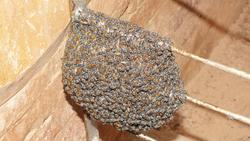 Bienenschwarm