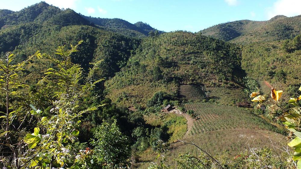 Dschungel und Teeplantagen der Palaung