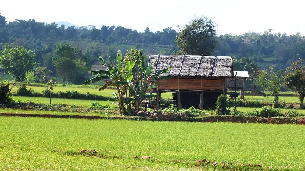 Reisfelder mit Scheune