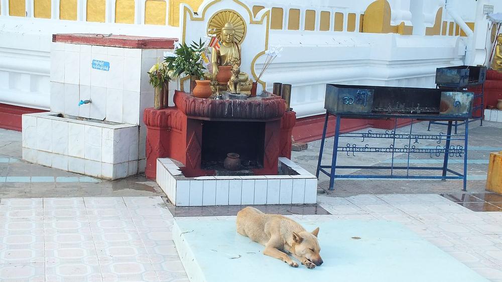 Hund in Taunggyi