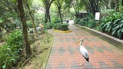 im Vogelpark Kuala Lumpur