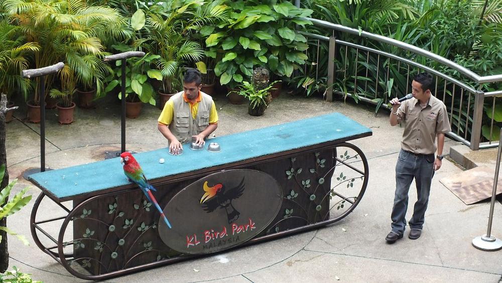 im Vogelpark Kuala Lumpur - Vorführung intelligenter Papageien