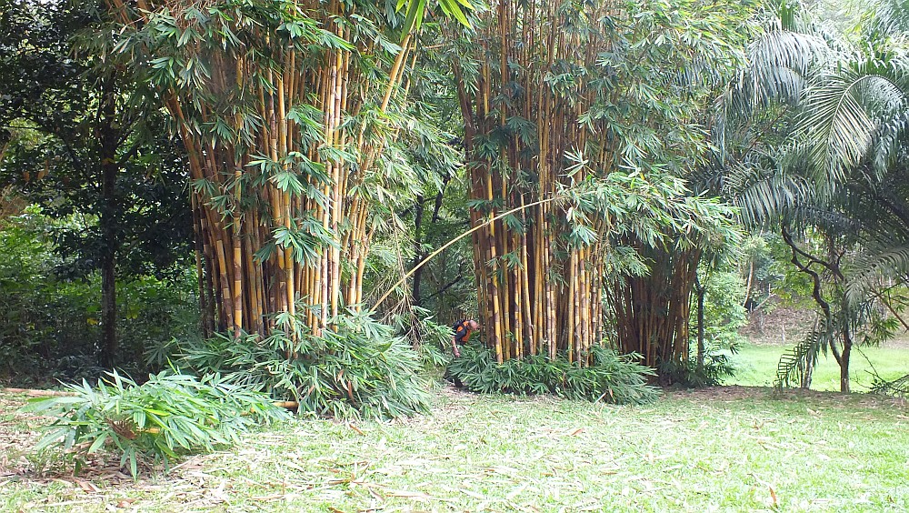 André sucht Geocache im Bambus- vergeblich