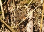 Spinne am Morgen....
