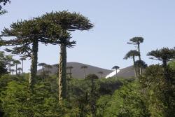 Nationalpark Conguillío