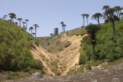 Nationalpark Conguillío