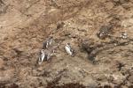 Magellanpinguine