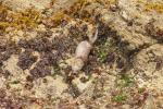 Seeotter